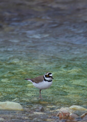 A little ringed plover looking for food on the bed side of  the river. Birds of Greece. Charadrius dubius.