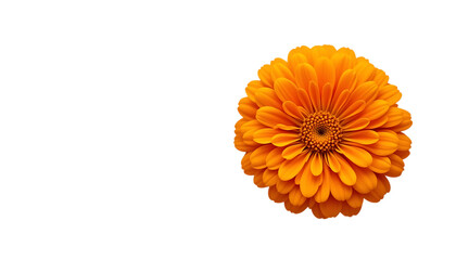 orange marigold flower