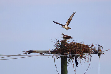 Adult osprey returning flight above nest on power pole. 