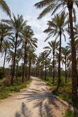 Obraz premium A sunny road flanked by rows of tall, slender palm trees stretches into the horizon