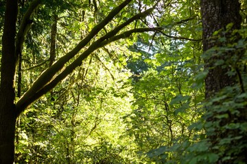 Obraz premium Sunlight filters through green, dense woodland canopy