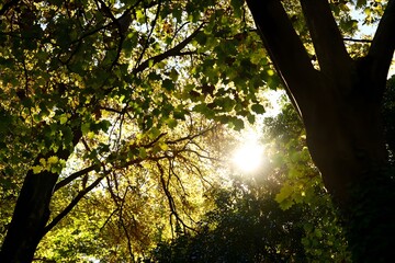 Fototapeta premium Sunlight filters through tree leaves, creating light and shadow patterns