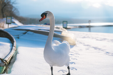山中湖にいる美しい白鳥と富士山