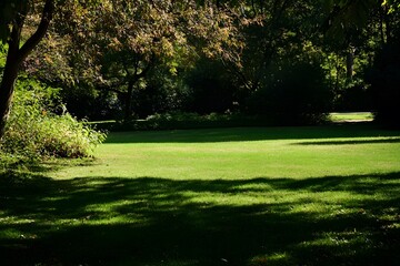 Obraz premium Sunny grass field surrounded by trees in summer woodland park