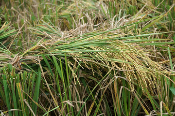 Bundle of Harvested Rice Laid on Cut Stalks in Golden Paddy Field