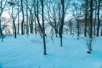 山中湖にいる美しい白鳥と富士山