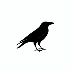 Obraz premium crow on a white background