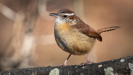Carolina Wren posing on a branch