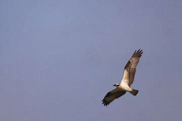 Fototapeta premium Osprey in flight against blue sky. 