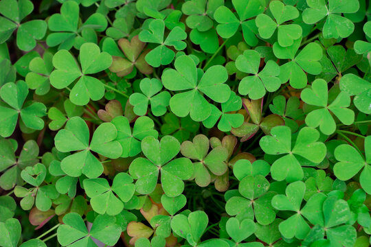 Leaves of pink sorrel or windowbox wood-sorrel. Fresh green sorrel. Oxalis articulata.