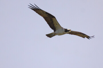 Fototapeta premium Osprey in flight against blue sky on sunny day. 