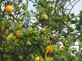 Lemon fruits hanging on a lemon tree