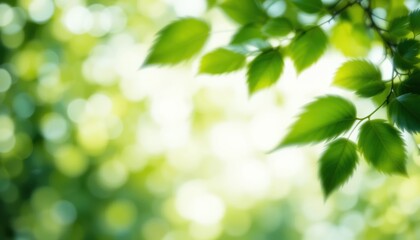 Obraz premium Serene nature scene of lush green leaves outdoor forest photography bright daylight close-up perspective tranquility and renewal