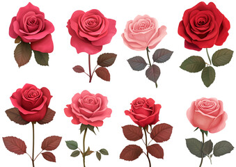 set of red and pink roses, cut out on a transparent background