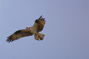 Osprey in flight against blue sky on sunny day. 