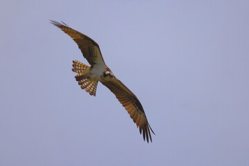 Obraz premium Osprey in flight against blue sky on sunny day. 