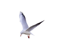 Mouette en plein vol sur fond transparent, ailes déployées, capture nette en haute résolution, oiseau marin en mouvement élégant, faune sauvage, photographie animalière