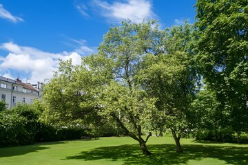 Obraz premium Trees in a grassy field with buildings under a blue, cloudy sky