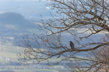 Gelber Fels- Wanderfalke sitzt auf einem Ast - Schwäbische Alb bei der Burg Teck. 