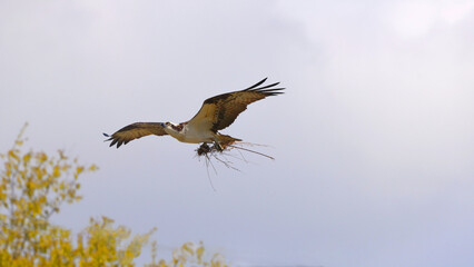 Osprey in flight carrying nesting material against blue sky. 