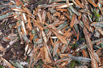 Wood chips covering the ground in a forest setting during early spring