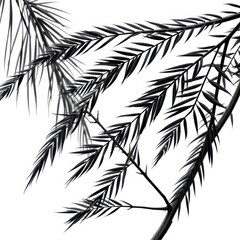 Intricate black palm leaves and branches isolated on white background, black, pattern, simple