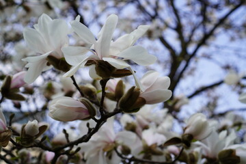 White magnolia blossoms glow in the sunlight, their silky petals unfolding gracefully. Dark branches contrast with the pure white flowers, creating a dreamy spring scene.