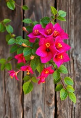 Vibrant bougainvillea blossoms against rustic, textured grain wood, illustration, grain