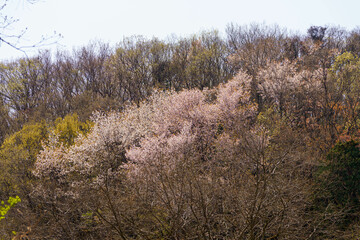 春の野山に咲いた山桜