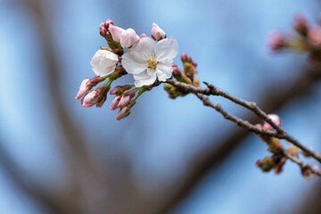 野山に咲いた山桜