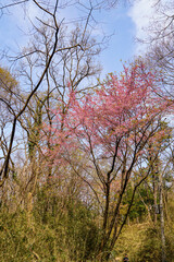 野山に咲いた山桜