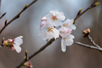 野山に咲いた山桜