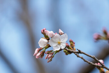 野山に咲いた山桜