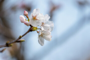 野山に咲いた山桜