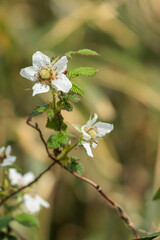 春の野原に咲く野いちごの花