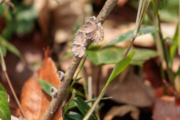 小枝に生えたスエヒロタケ