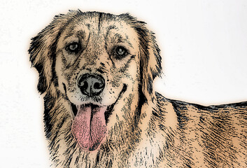 close up of a dog. it  looks at camera and sticks out its tongue