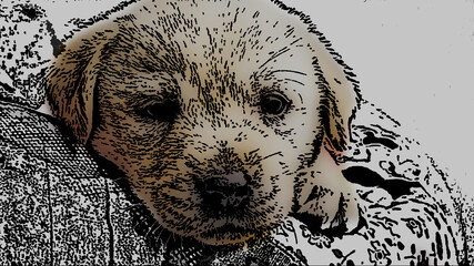 A puppy dog perches on the cushion