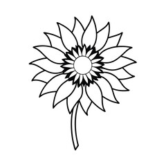 Black and White Sunflower Line Art Floral Design Botanical vector art