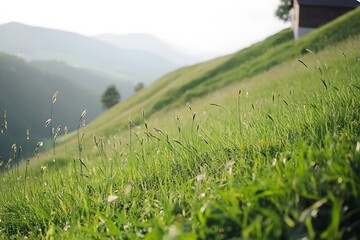Fototapeta premium Verdant hillside with tall grass leads to mountains in soft sunlight