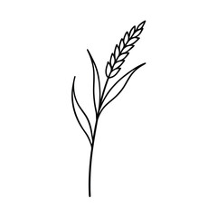 Simple Line Drawing Wheat Plant, Botanical vector art, Agriculture