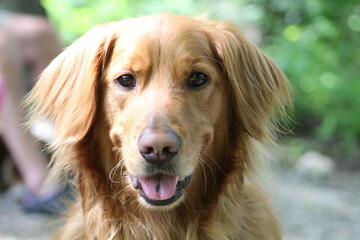 golden retriever portrait outdoors front-facing with green background