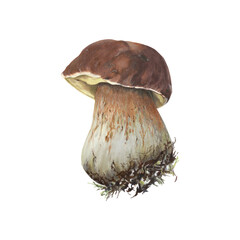 Hand-drawn forest edible mushroom with brown hat. Realistic markers and watercolor illustration isolated on white background