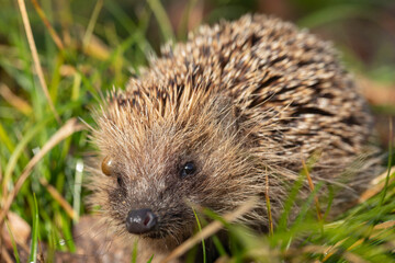 Eine Nahaufnahme von einem Igel mit einer riesigen Zecke über dem Auge.