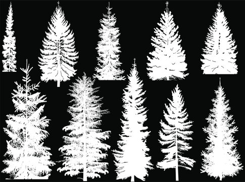 pine ten thin silhouettes isolated on black