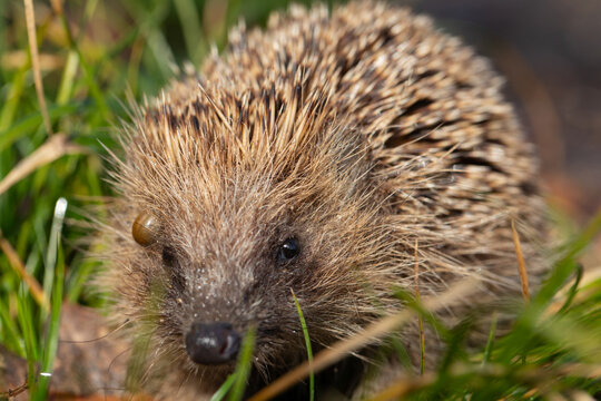 Eine Nahaufnahme von einem Igel mit einer riesigen Zecke &uuml;ber dem Auge.