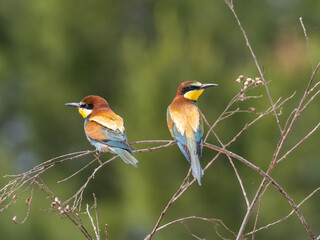 European Bee-eater, Merops apiaster, near Xativa, Spain