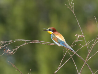 European Bee-eater, Merops apiaster, near Xativa, Spain