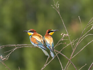 European Bee-eater, Merops apiaster, near Xativa, Spain