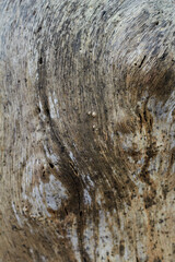 Abstract tree bark texture